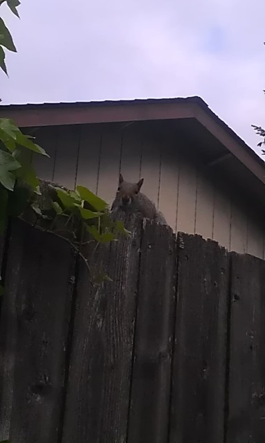 Illustration for article titled Sneaky squirrel knows where you live....